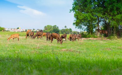 Cows grazing on farm with green field in good weather day
