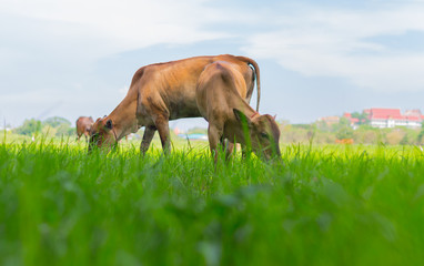 Cows grazing on farm with green field in good weather day