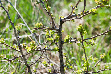 Spring branch close up