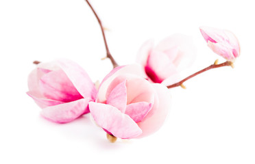 Naklejka na ściany i meble Pair pink magnolia flower