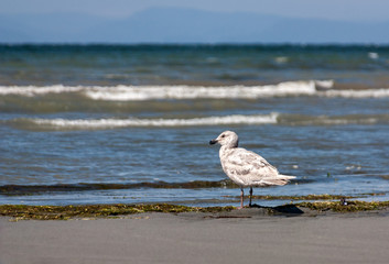 Lone Seagul Standing on the beach