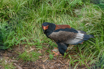 Bateleur Eagle. Colourful specie with very short tail