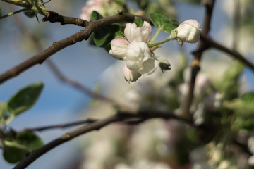 Spring Apple Blooming Trees