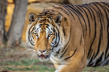 Aggressive tiger want to attack