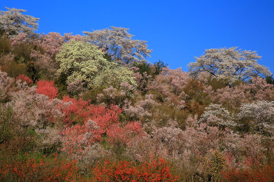 福島県　春の花見山
