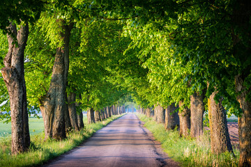 Countryside road among the trees. Masuria, Poland.