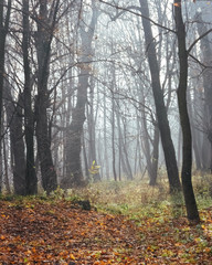 Autumn trees in the forest
