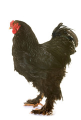 brahma rooster in studio