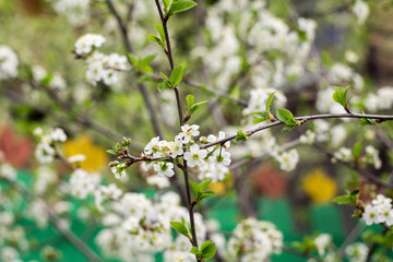 Fototapeta premium White Cherry Blooming Trees