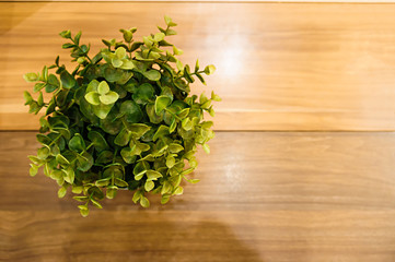 Flower in flowerpot is on wood table background and copy space.