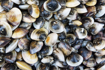 Stack of fresh clam at fish market jetty. For seafood, food, kitchen, texture and background.