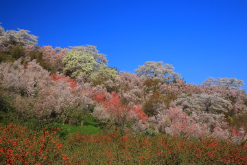 福島県　春の花見山