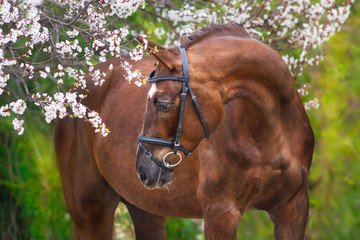 A beautiful red horse with a braided mane and in a bridle stands opposite a blossoming apricot tree © callipso88