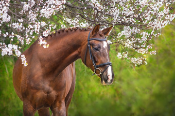 A beautiful red horse with a braided mane and in a bridle stands opposite a blossoming apricot tree © callipso88