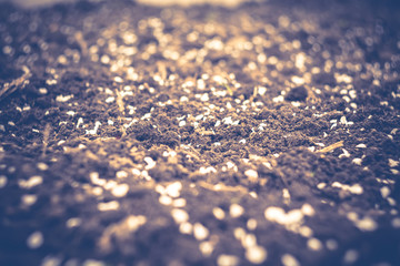 White Petals on Ground Retro