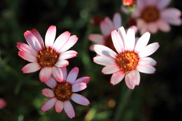 Obraz premium Small daisy flowers