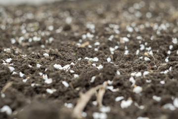 White Petals on Ground
