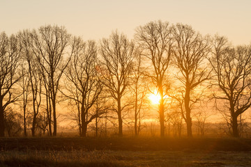 Fototapeta na wymiar The sun through the trees at dawn