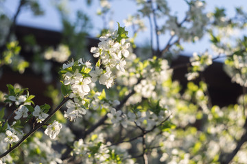 White Spring Blooming Trees