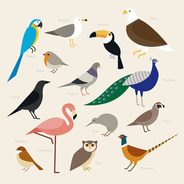 various kind birds flat design illustration set
