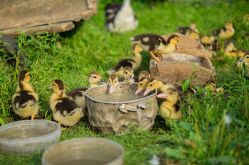 Litle ducks