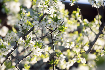 White Spring Blooming Trees