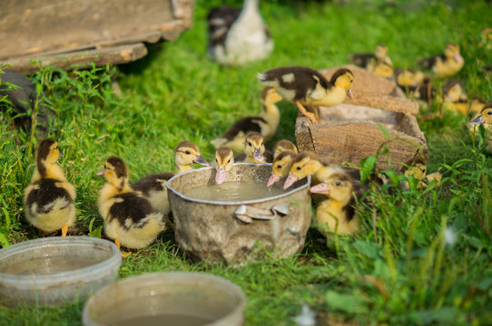 Litle ducks © Viktoryia Kam