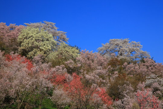 福島県　春の花見山