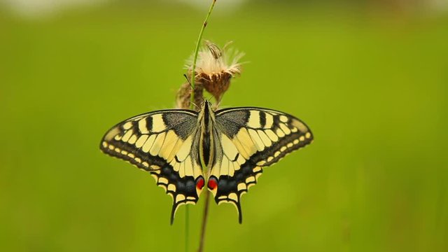 Swallowtail butterfly (Papilio machaon) in the Czech Republic, Europe