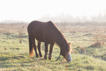 Naklejka premium The horse is grazing in the fog in the spring