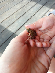 Little girl and her mother holding a frog in hands