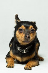 Portrait of a Toy Terrier dog on a gray background