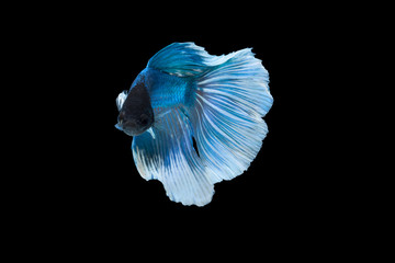 betta splendens