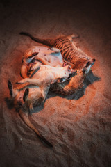 Many meerkats are played and lie on the sand