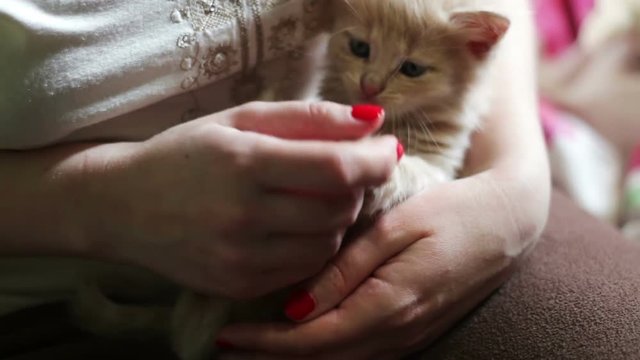 Small fluffy red kitten Lies in the hands of the mistress with red nails and is played by biting her and scratching