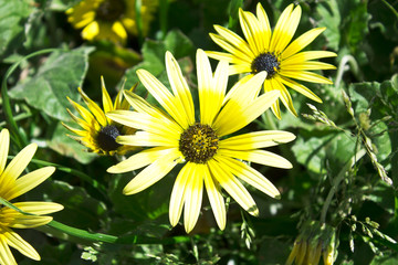 Field of yellow daisies