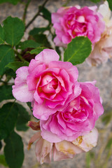 Pink roses in the field