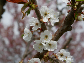 Fresh white apple blossom growing on the branch of a tree in an orchard with sprouting new leaves symbolic of spring and the changing seasons