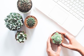 Flat lay of cactus and succulent with woman hand and laptop computer on white background, Love the...