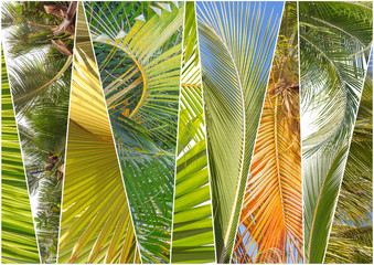 collage de palmiers 