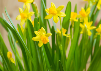 Yellow narcissus flowers