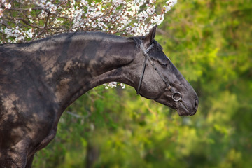 Fototapeta premium A beautiful black horse in a bridle stands opposite a blossoming apricot tree