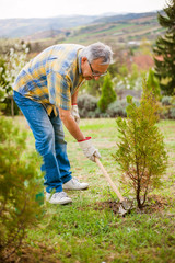 Naklejka premium Senior man is hoeing the garden.