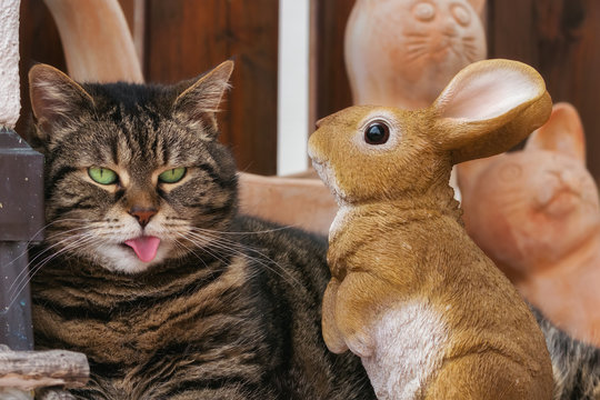 Tabby cat sticking her tongue out at a bunny