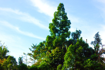 top tree forest with blue sky