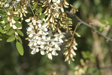 plant with acacia flower
