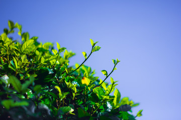 selective focus top tree forest with blue sky
