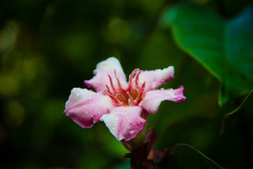 selective focus pink flower