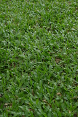Grass is a type of plant.A common kind of grass is used to cover the ground in a lawn.
