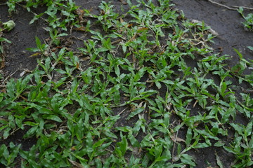 Grass is a type of plant.A common kind of grass is used to cover the ground in a lawn.